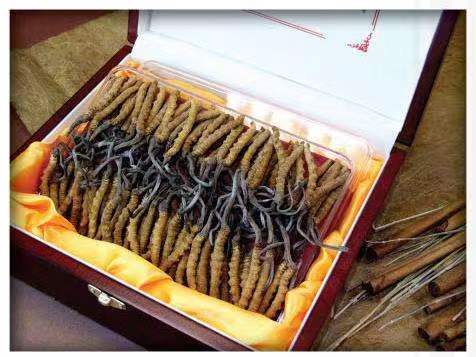 马鞍山冬虫夏草回收